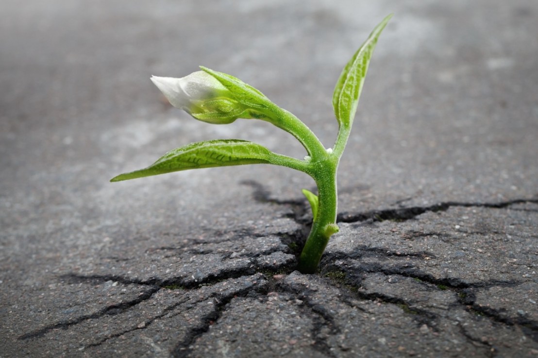 Este nevoie de disciplină pentru a transforma visul în&nbsp;realitate